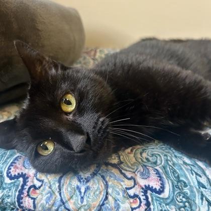 Enlarge Frappe, a Adoptable mixed breed in East Montpelier, VT image 2/3