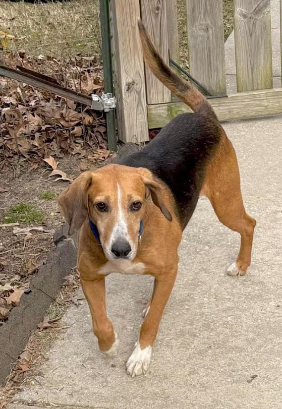 Enlarge Harley, an adoptable mixed breed in Millington, MD image 6/6