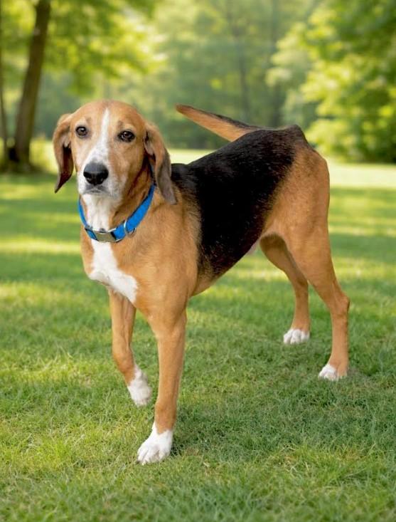 Enlarge Harley, an adoptable mixed breed in Millington, MD image 3/6