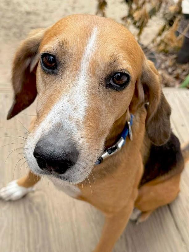 Enlarge Harley, an adoptable mixed breed in Millington, MD image 4/6