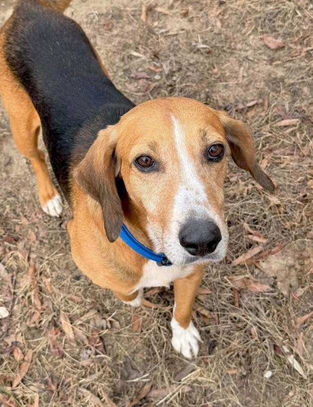 Enlarge Harley, an adoptable mixed breed in Millington, MD image 5/6