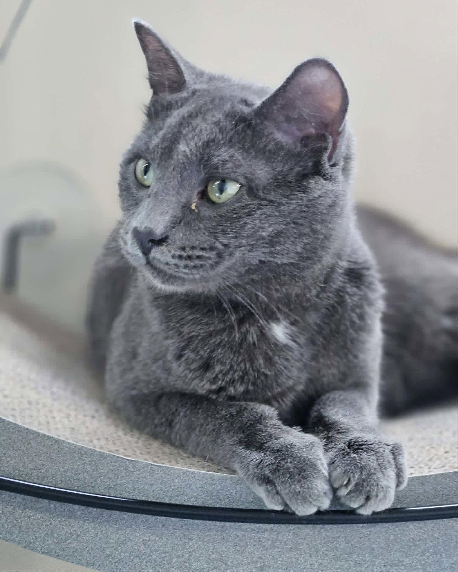 Little Gray AND Little Girl, a Adoptable Domestic Short Hair in Gonic, NH image 1/3