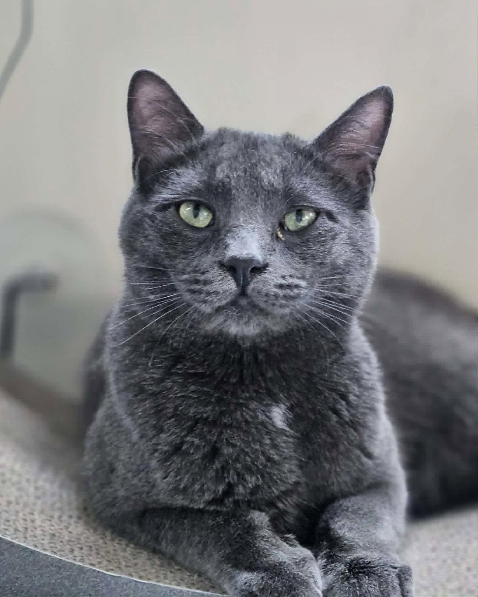 Little Gray AND Little Girl, a Adoptable Domestic Short Hair in Gonic, NH image 2/3