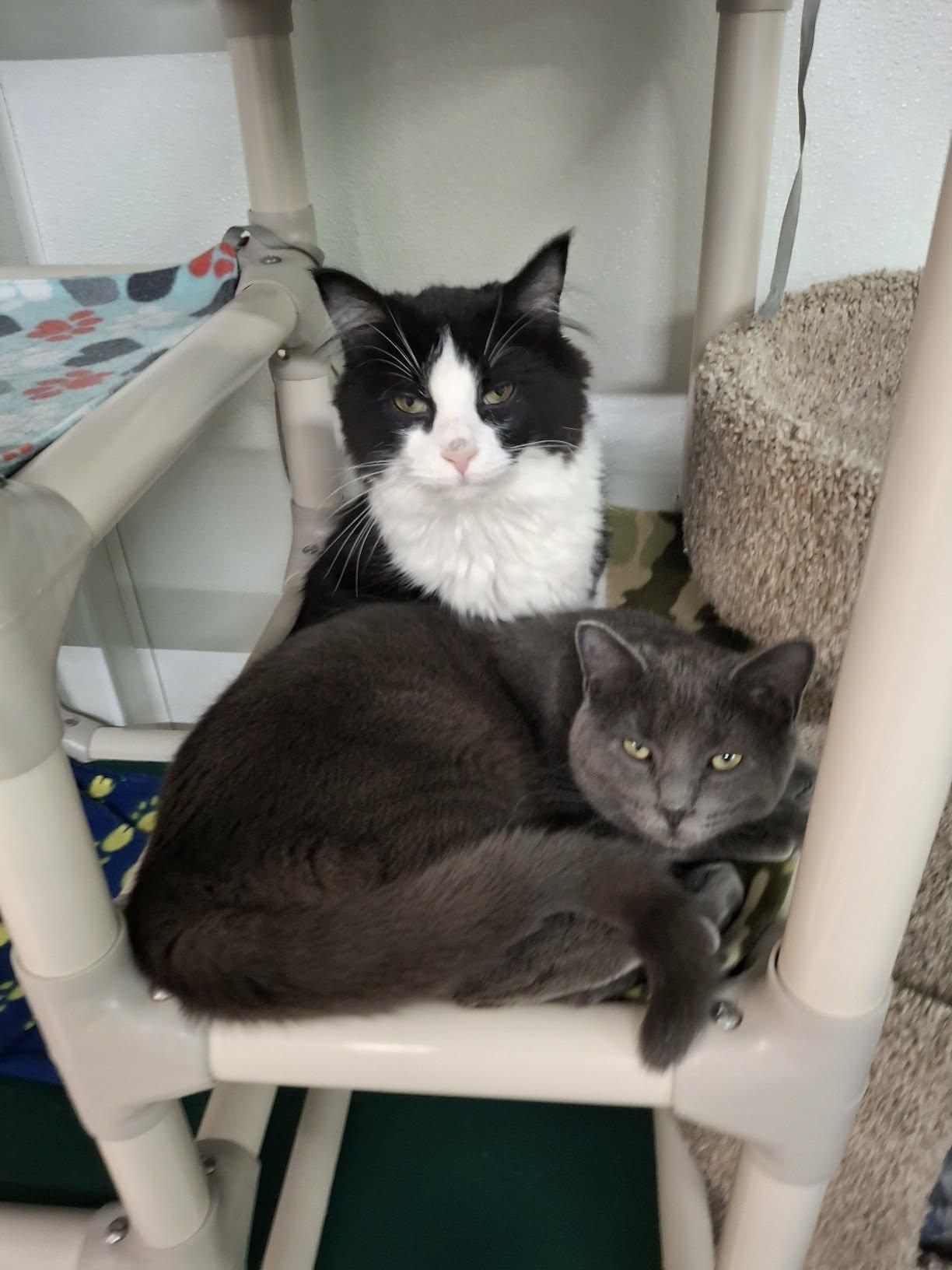 Little Gray AND Little Girl, Adoptable, Kitten Male Domestic Short Hair.