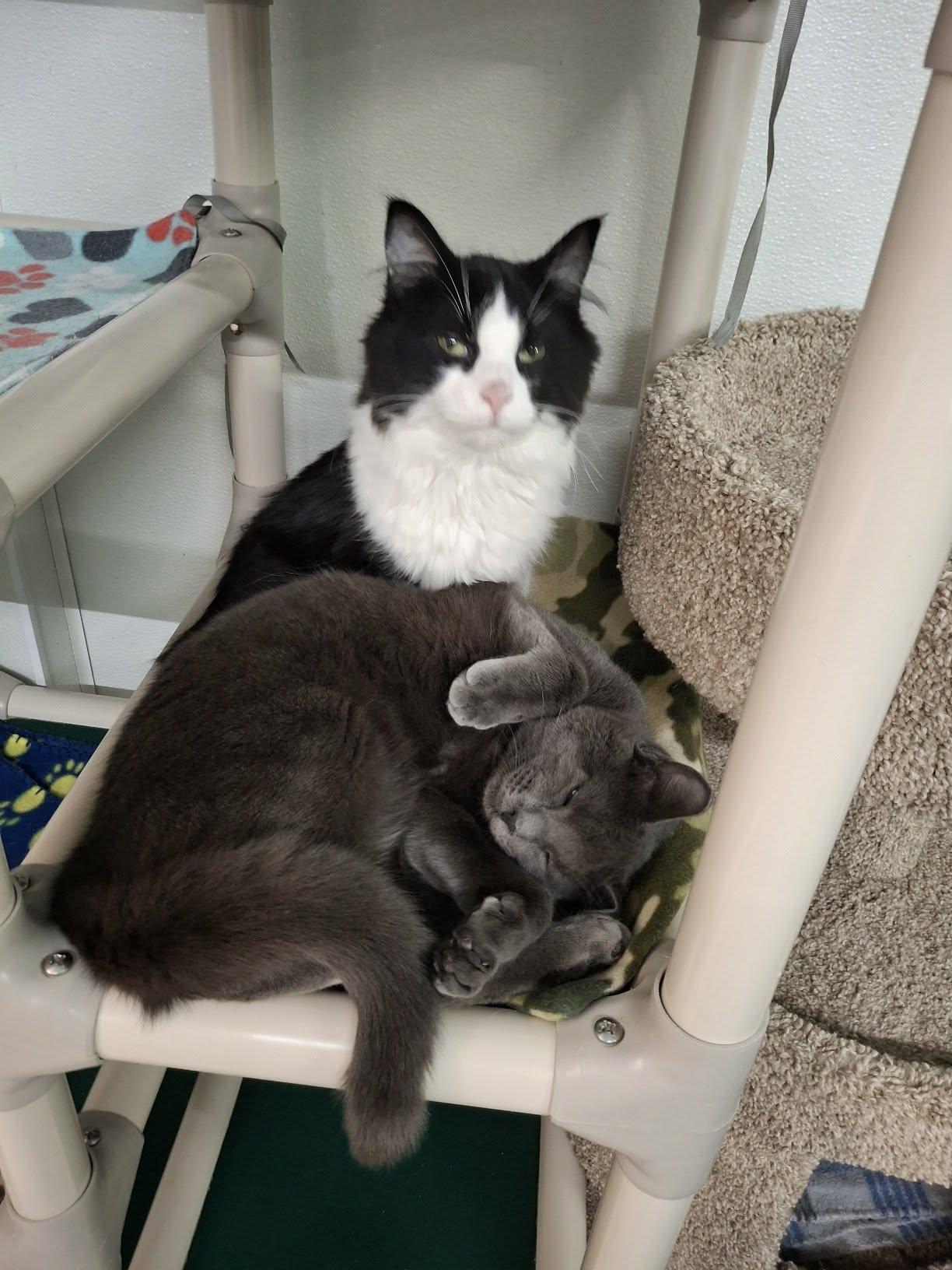 Enlarge Little Gray AND Little Girl, a Adoptable Domestic Short Hair in Gonic, NH image 2/3