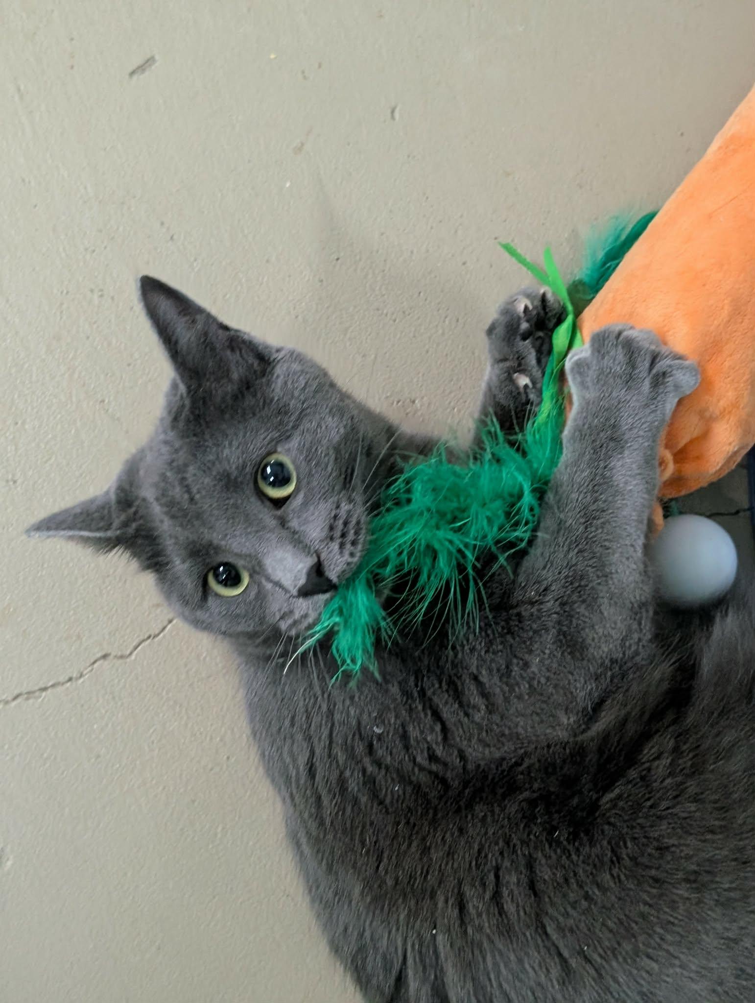 Enlarge Little Gray AND Little Girl, a Adoptable Domestic Short Hair in Gonic, NH image 3/3