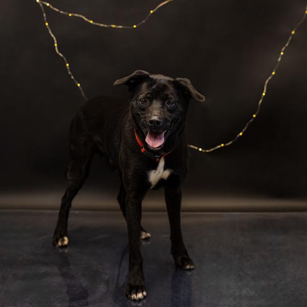 Pen 128c Gomez, a Adoptable mixed breed in Lawrenceville, GA image 1/4