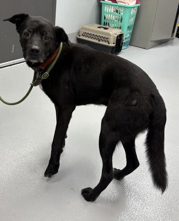 Pen 128c Gomez, a Adoptable mixed breed in Lawrenceville, GA image 2/4