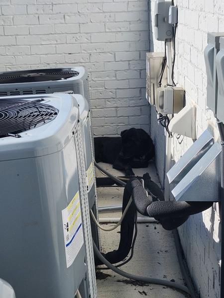 Pen 128c Gomez, a Adoptable mixed breed in Lawrenceville, GA image 3/4