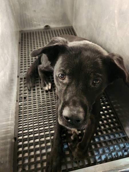 Pen 128c Gomez, a Adoptable mixed breed in Lawrenceville, GA image 4/4