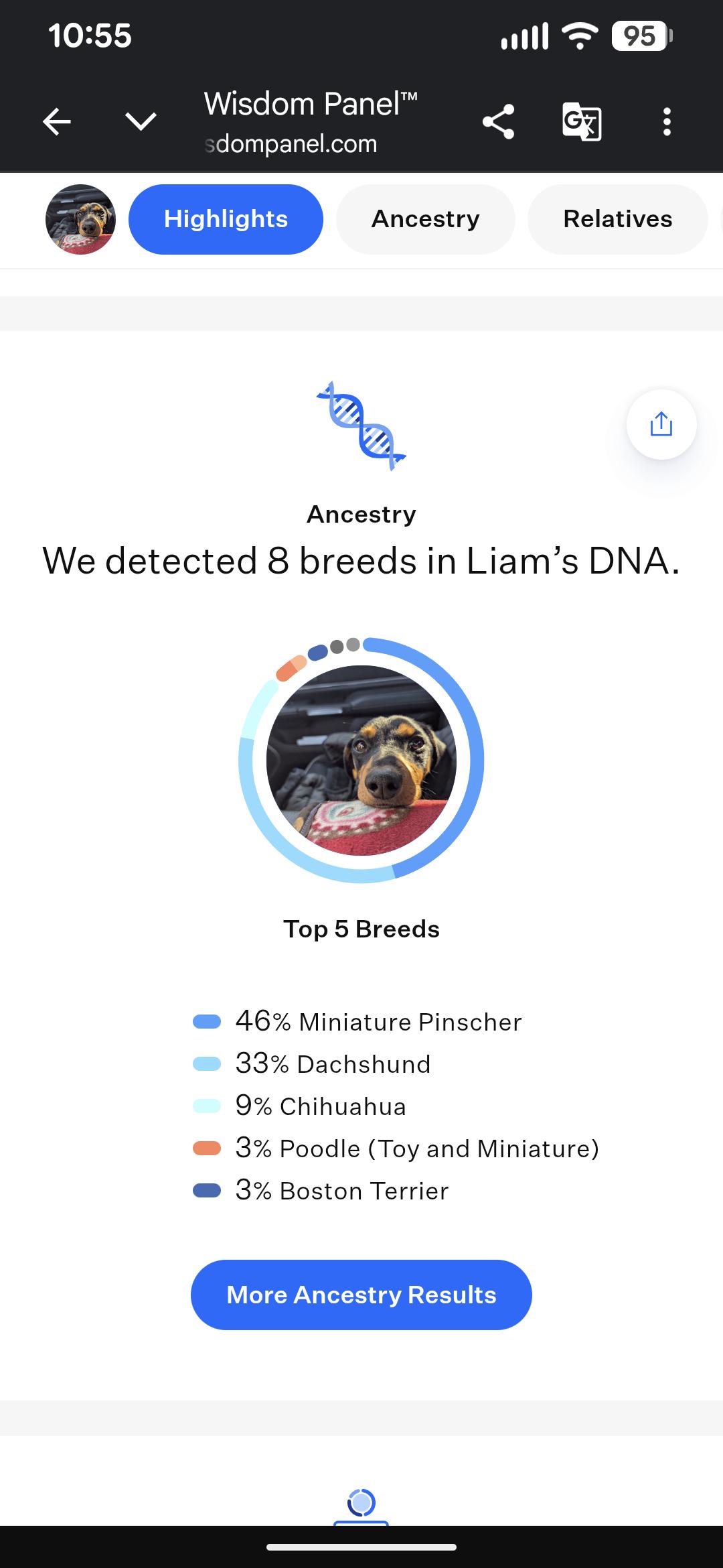 Enlarge Liam, a ADOPTABLE mixed breed in Moosup, CT image 5/6