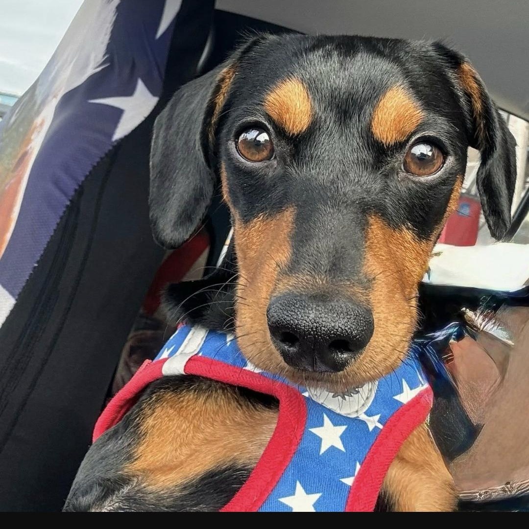 Liam, ADOPTABLE, Young Male Dachshund & Miniature Pinscher.
