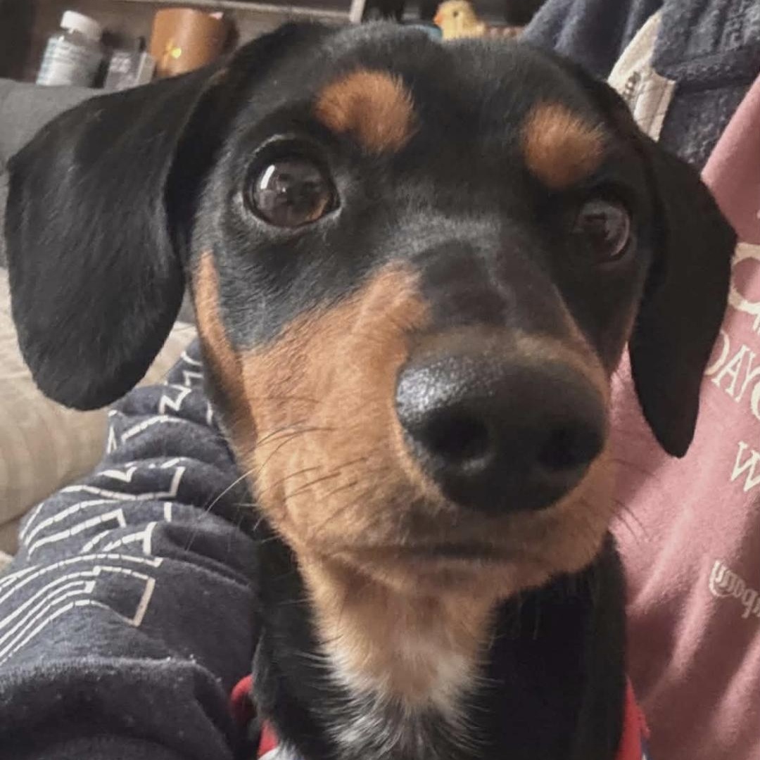 Enlarge Liam, a ADOPTABLE mixed breed in Moosup, CT image 6/6