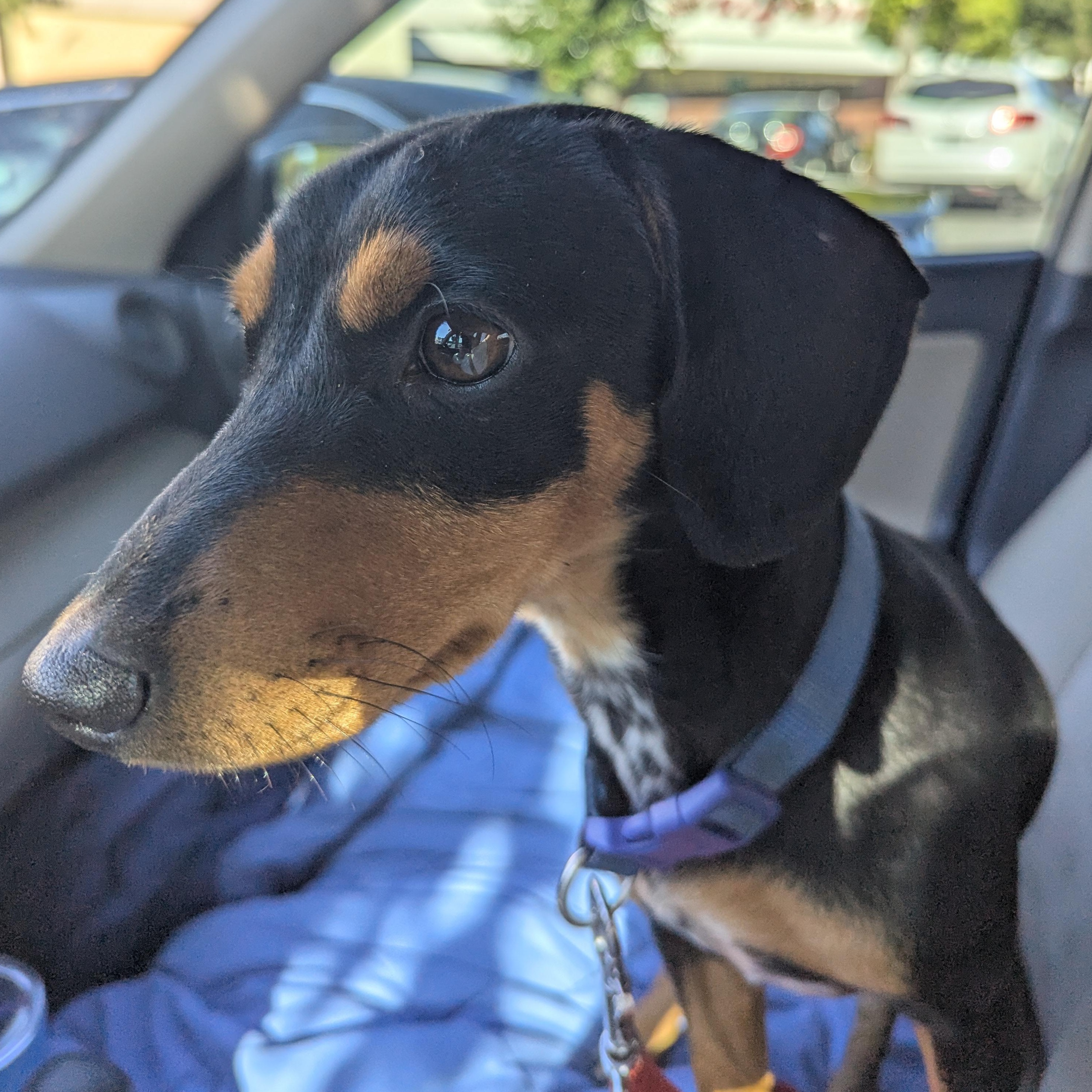 Enlarge Liam, a ADOPTABLE mixed breed in Moosup, CT image 2/6