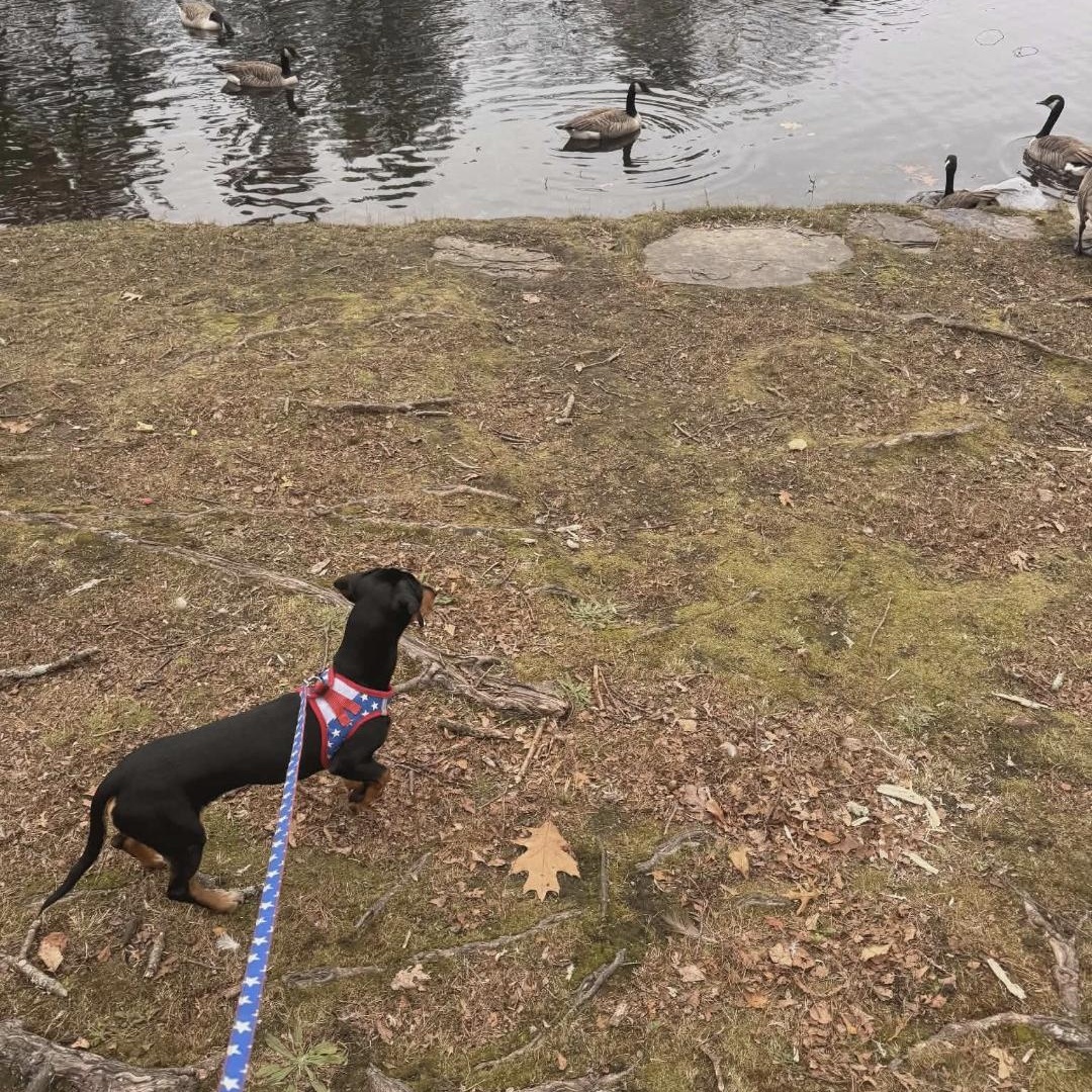 Enlarge Liam, a ADOPTABLE mixed breed in Moosup, CT image 4/6