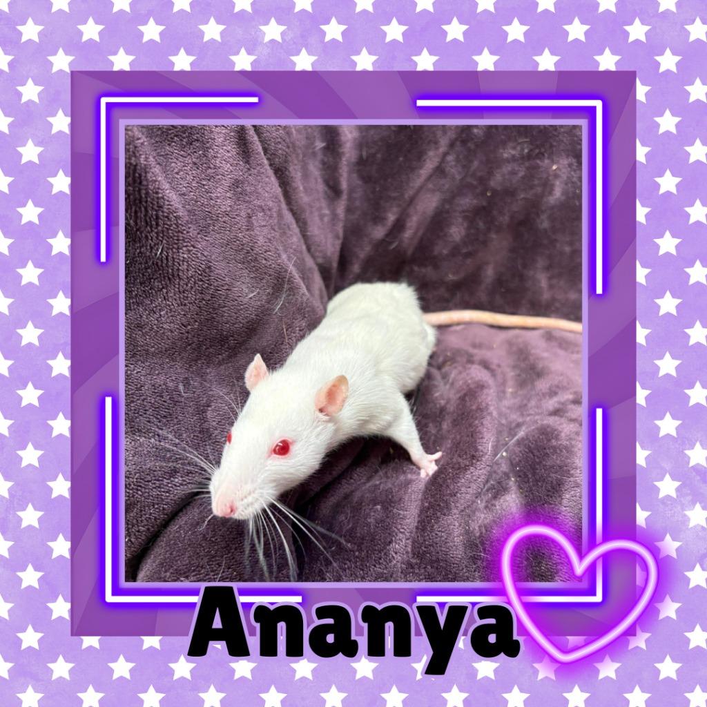 Enlarge Ananya, a Adoptable Rat in Elizabethtown, KY image 1/2
