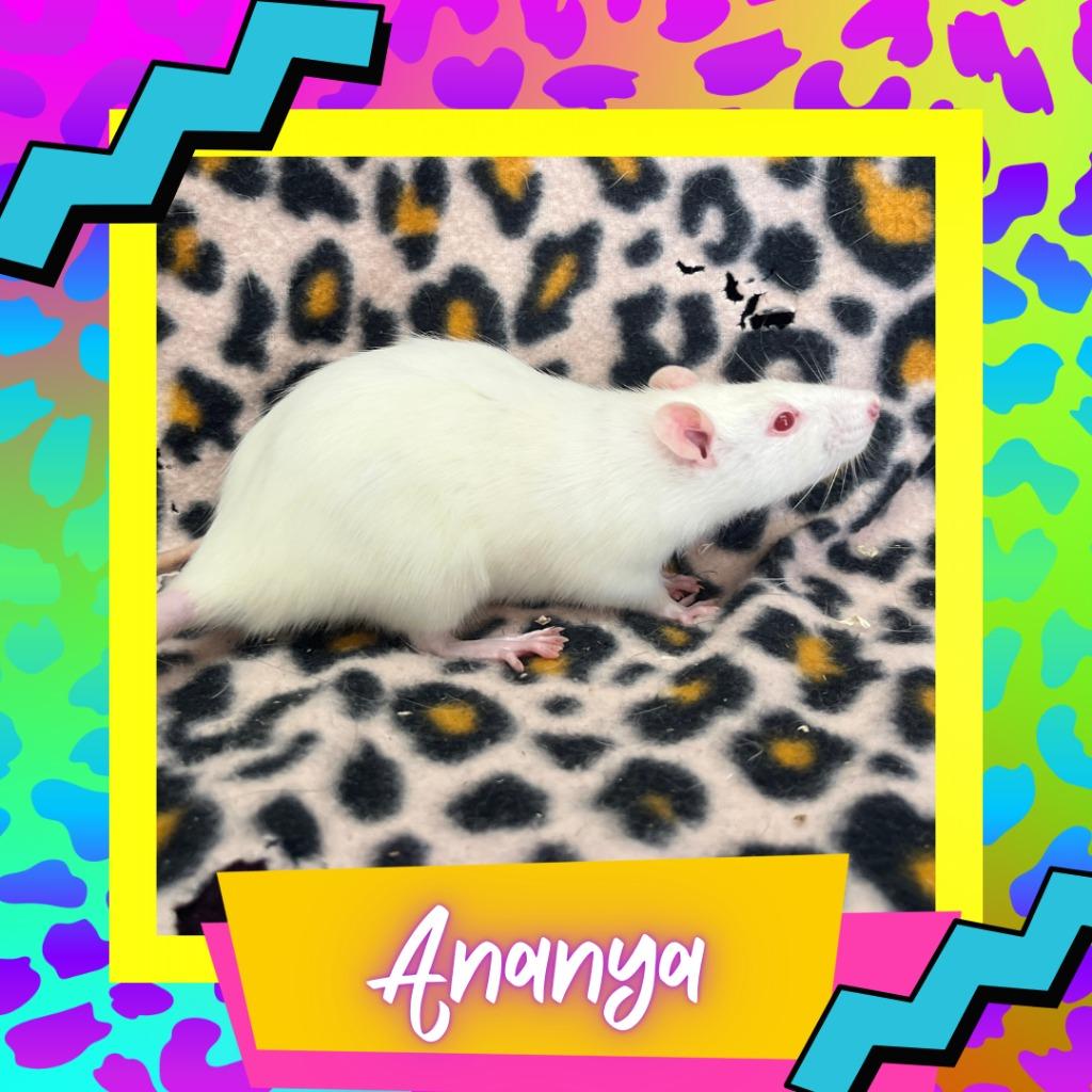 Enlarge Ananya, a Adoptable Rat in Elizabethtown, KY image 2/2