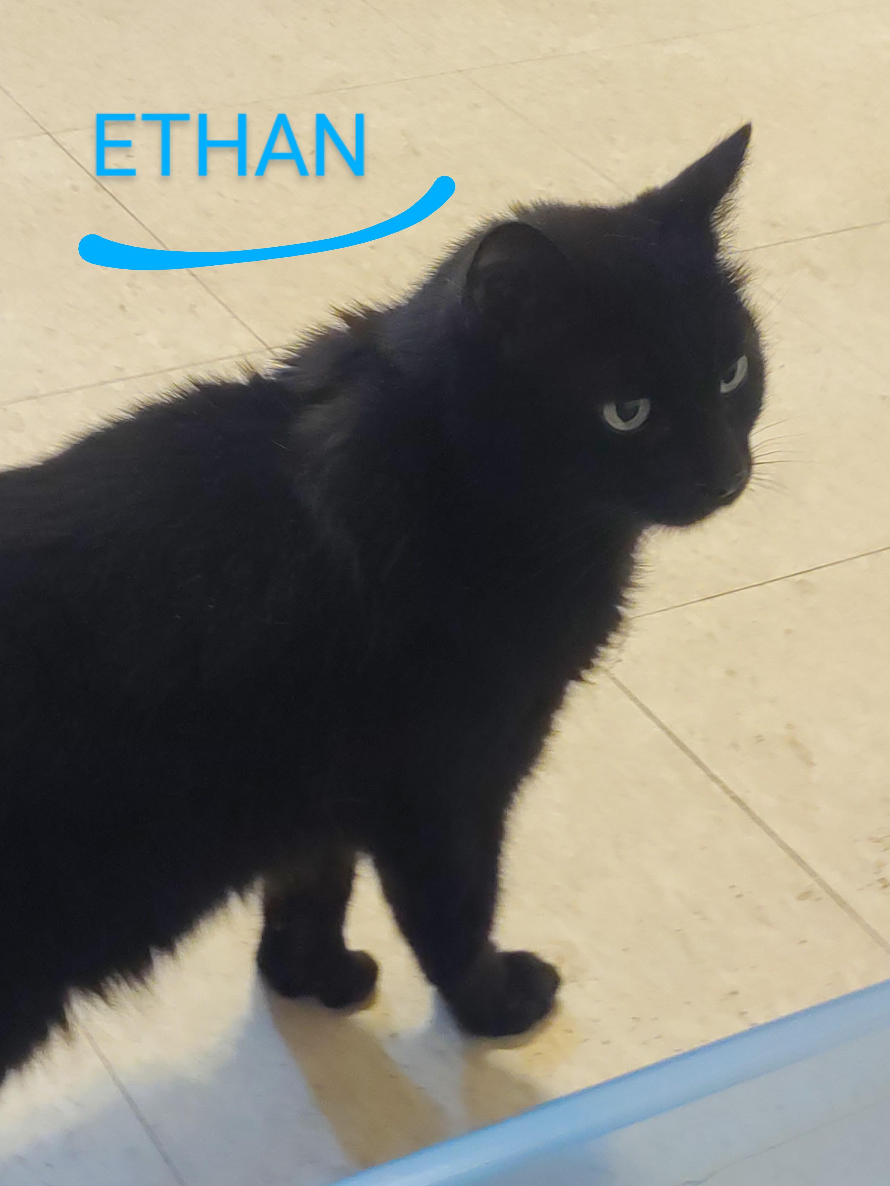 Ethan, Adoptable, Senior Male Domestic Medium Hair.