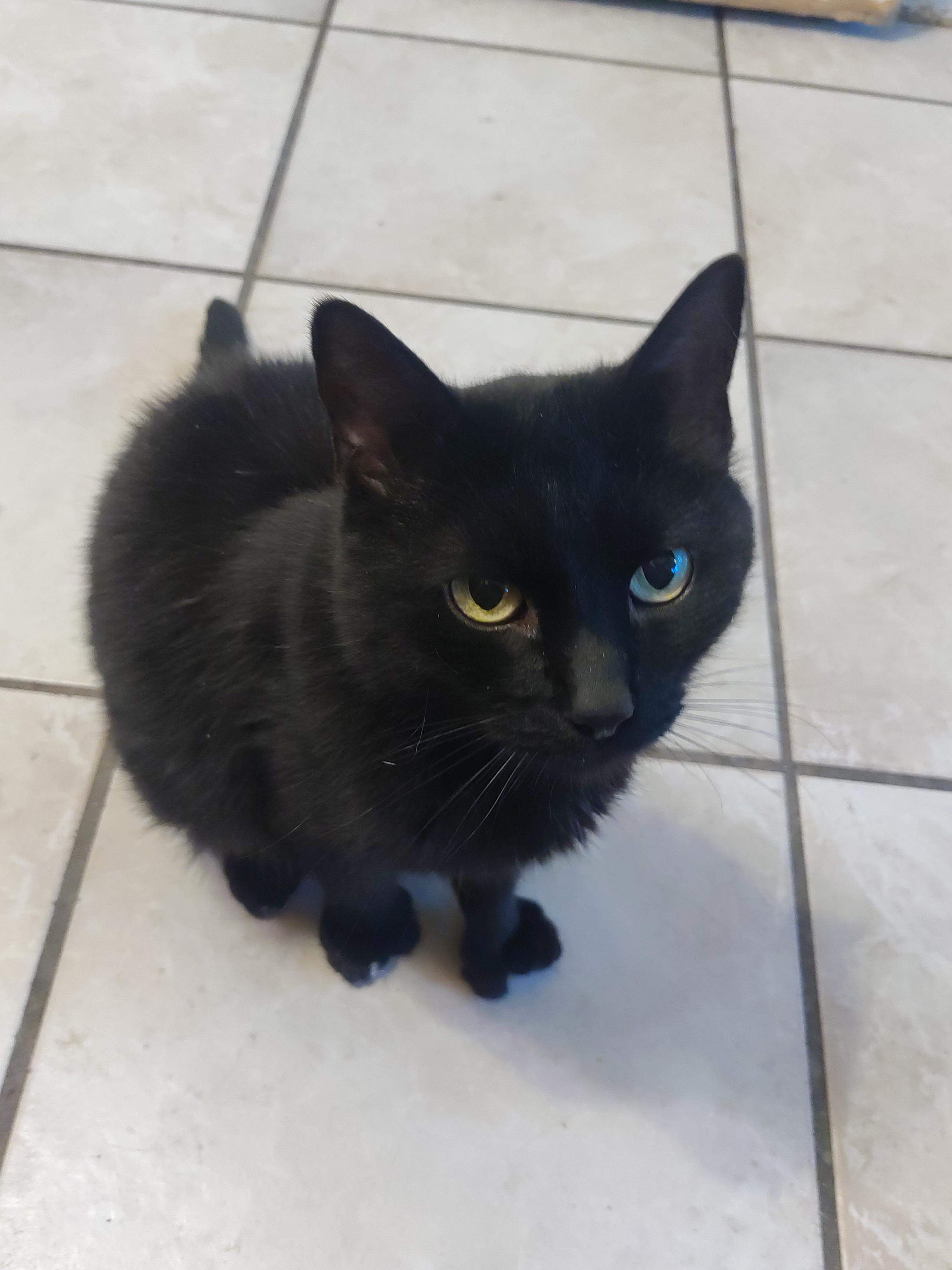 Enlarge Ethan, a Adoptable Domestic Medium Hair in Delmont, PA image 2/2