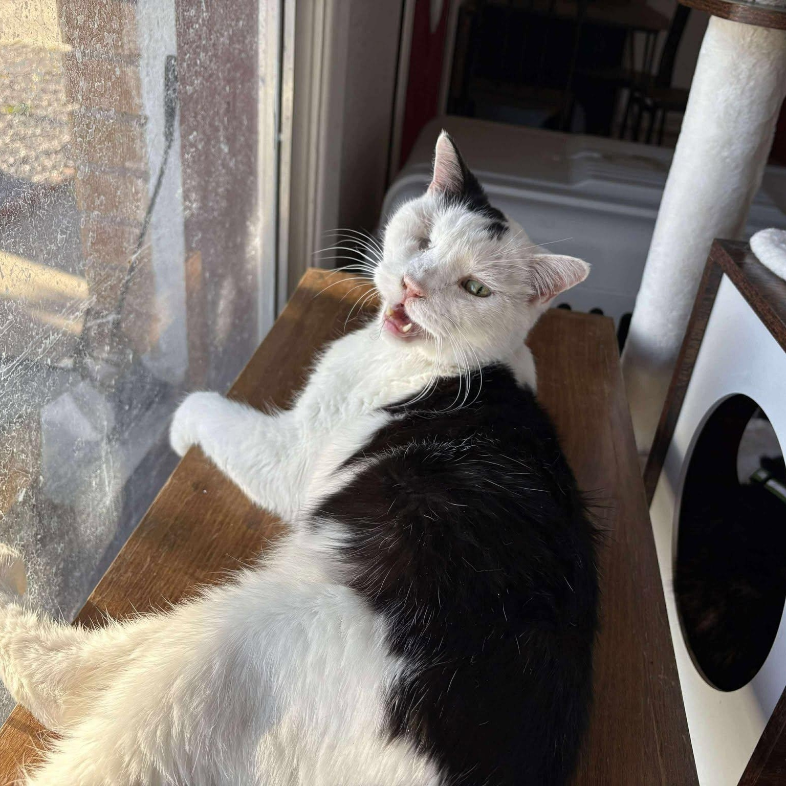 Enlarge Billy, a Adoptable Domestic Short Hair in Las Cruces, NM image 1/1