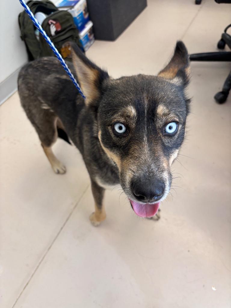 SWIFT, Adoptable, Young Female Husky & Mixed Breed.