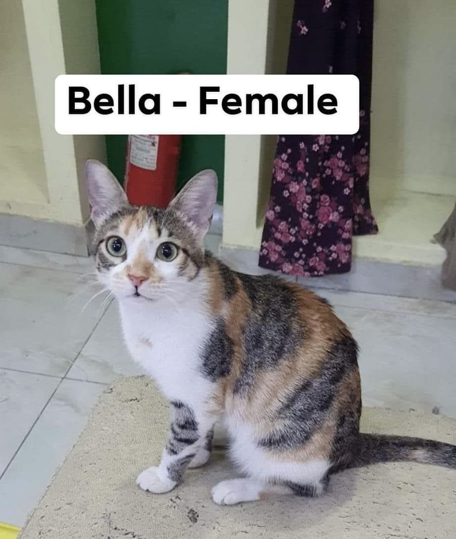 Bella photo 2