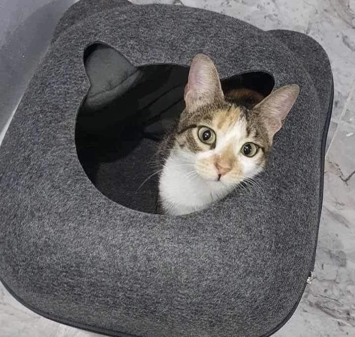 Bella, Adult Female unknown