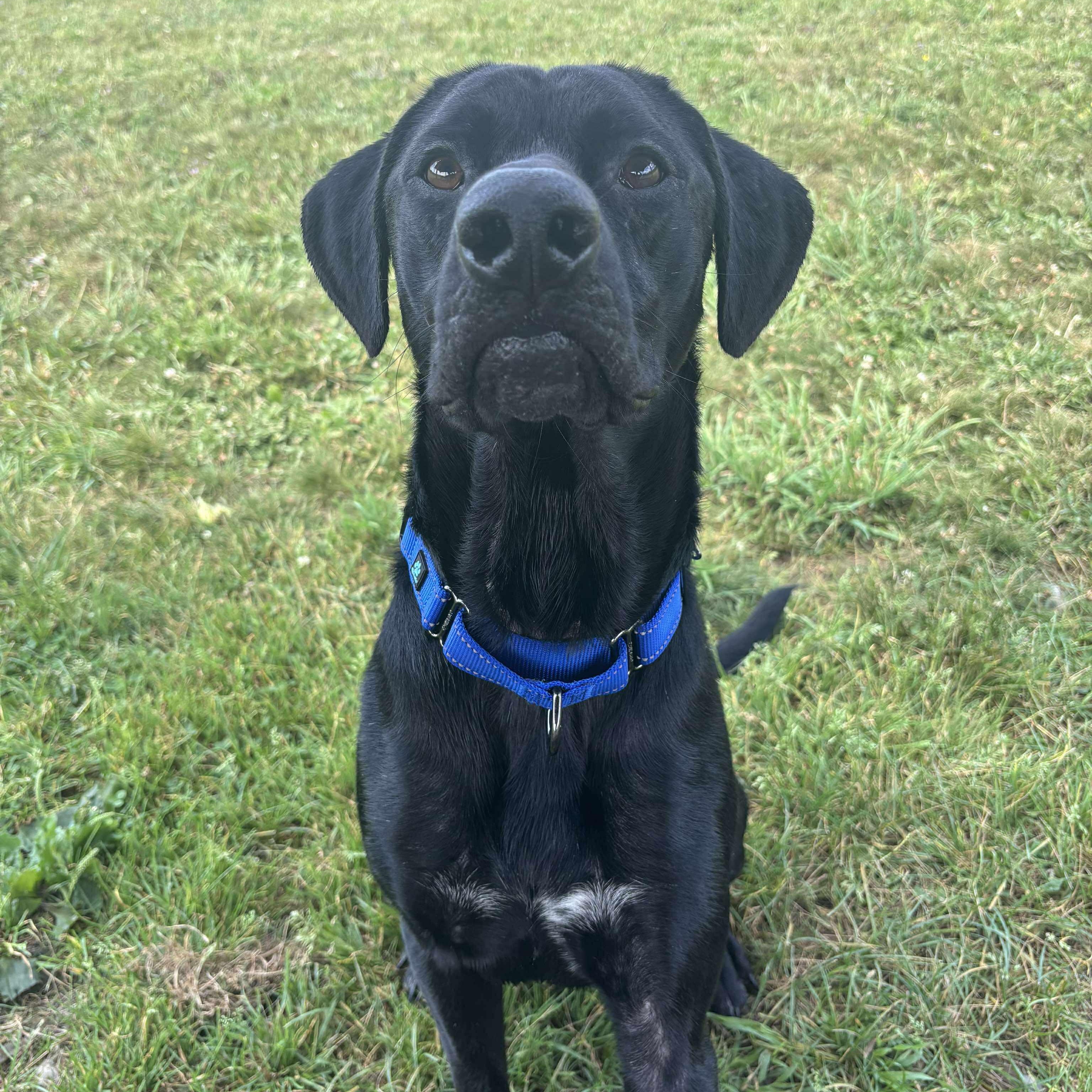 Burt, a Adoptable mixed breed in Tioga, PA image 3/6