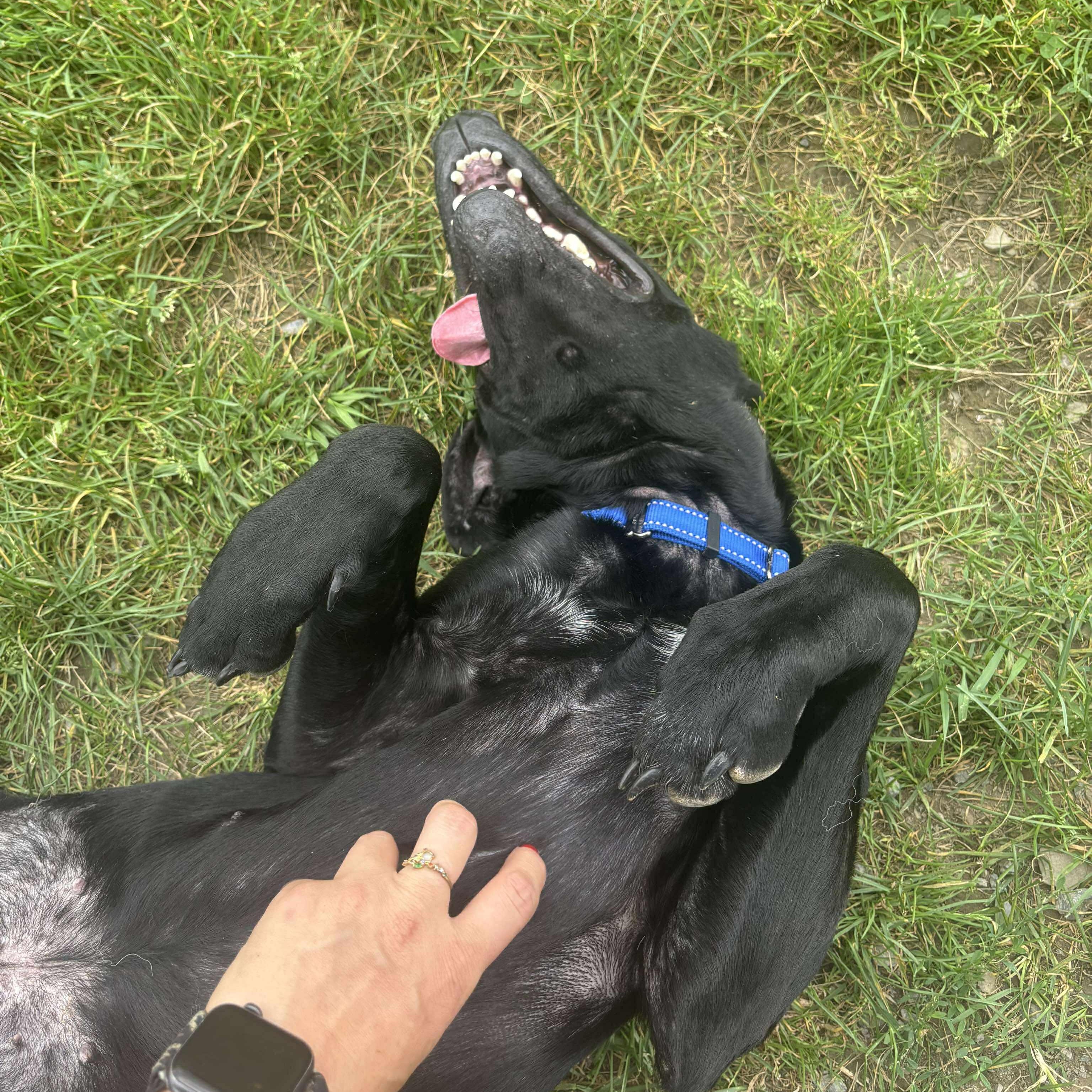Burt, a Adoptable mixed breed in Tioga, PA image 5/6