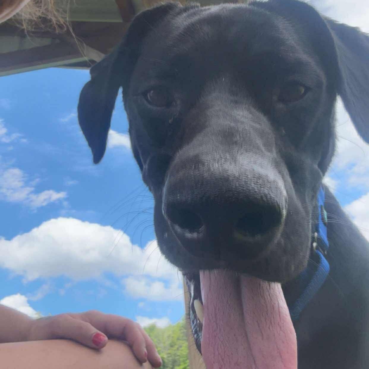 Burt, a Adoptable mixed breed in Tioga, PA image 4/6