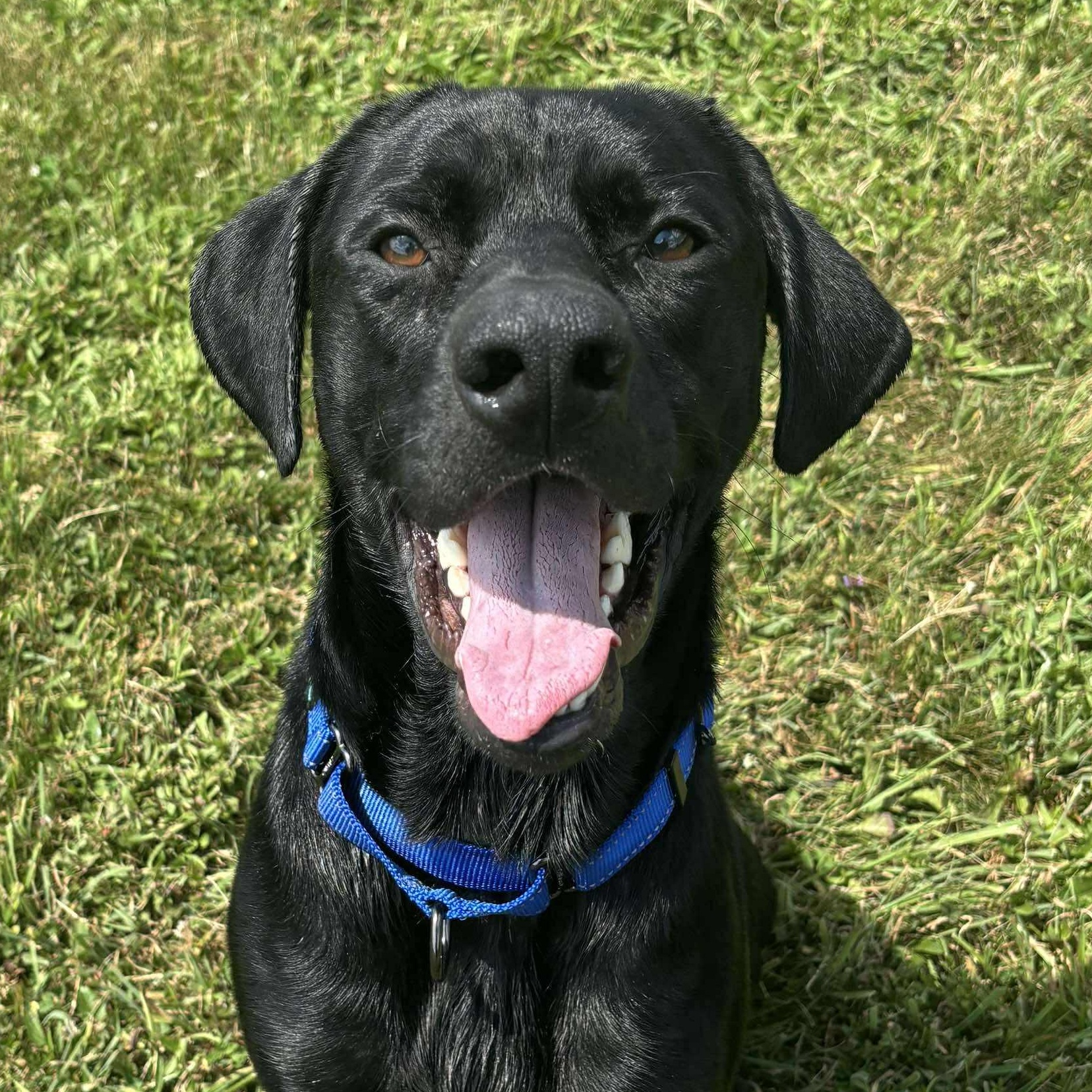Burt, Adoptable, Young Male Black Labrador Retriever & Shepherd.