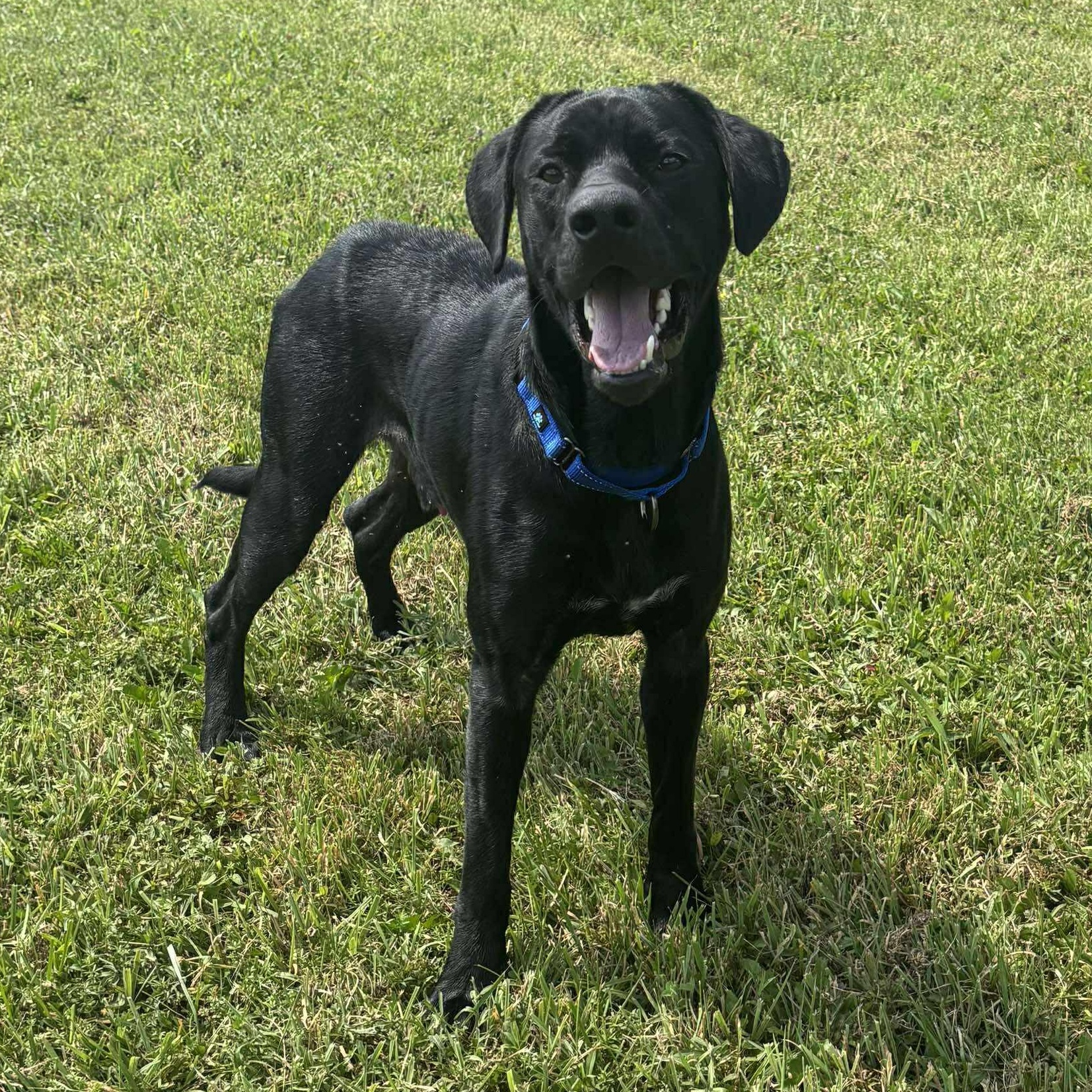 Burt, a Adoptable mixed breed in Tioga, PA image 2/6