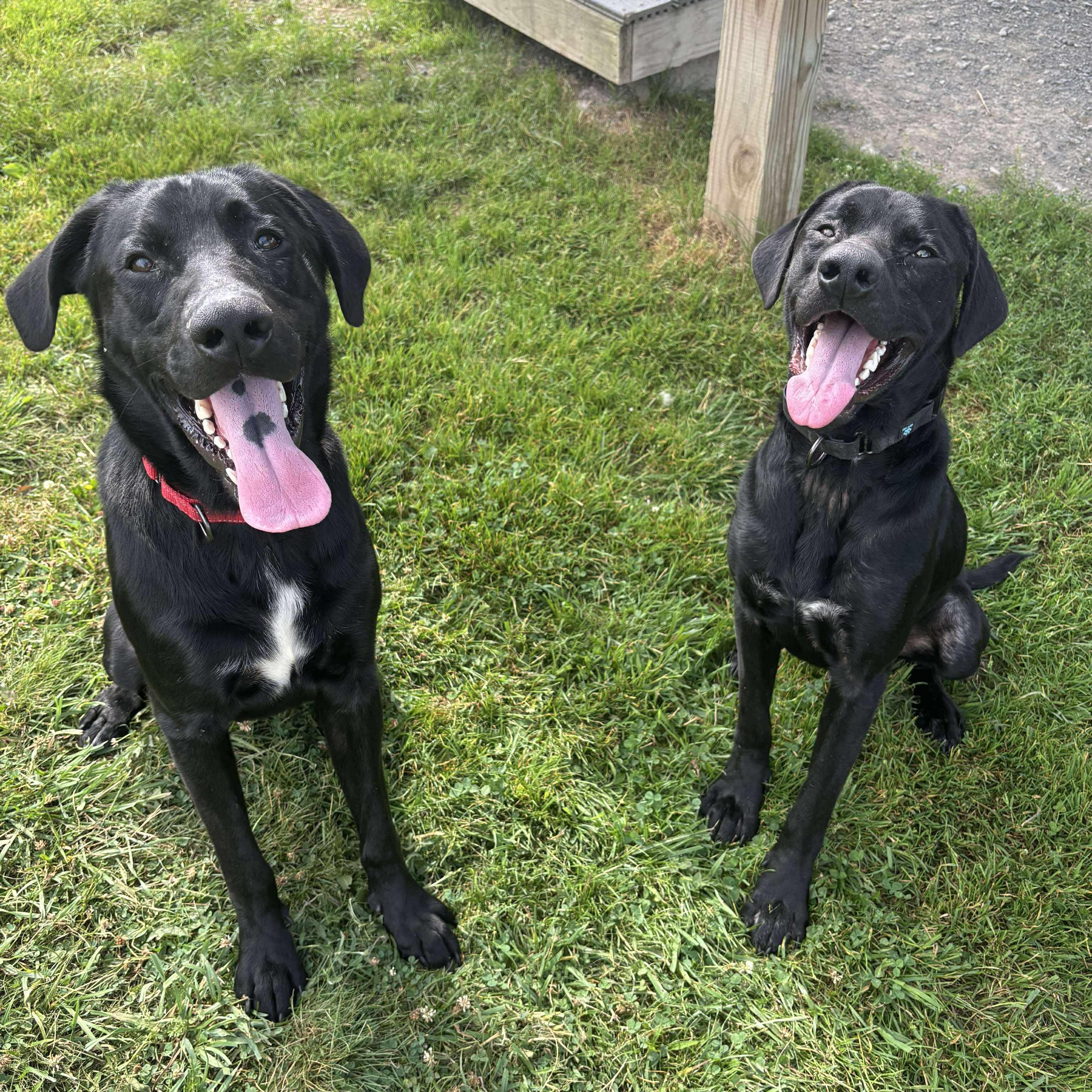 Burt, a Adoptable mixed breed in Tioga, PA image 6/6