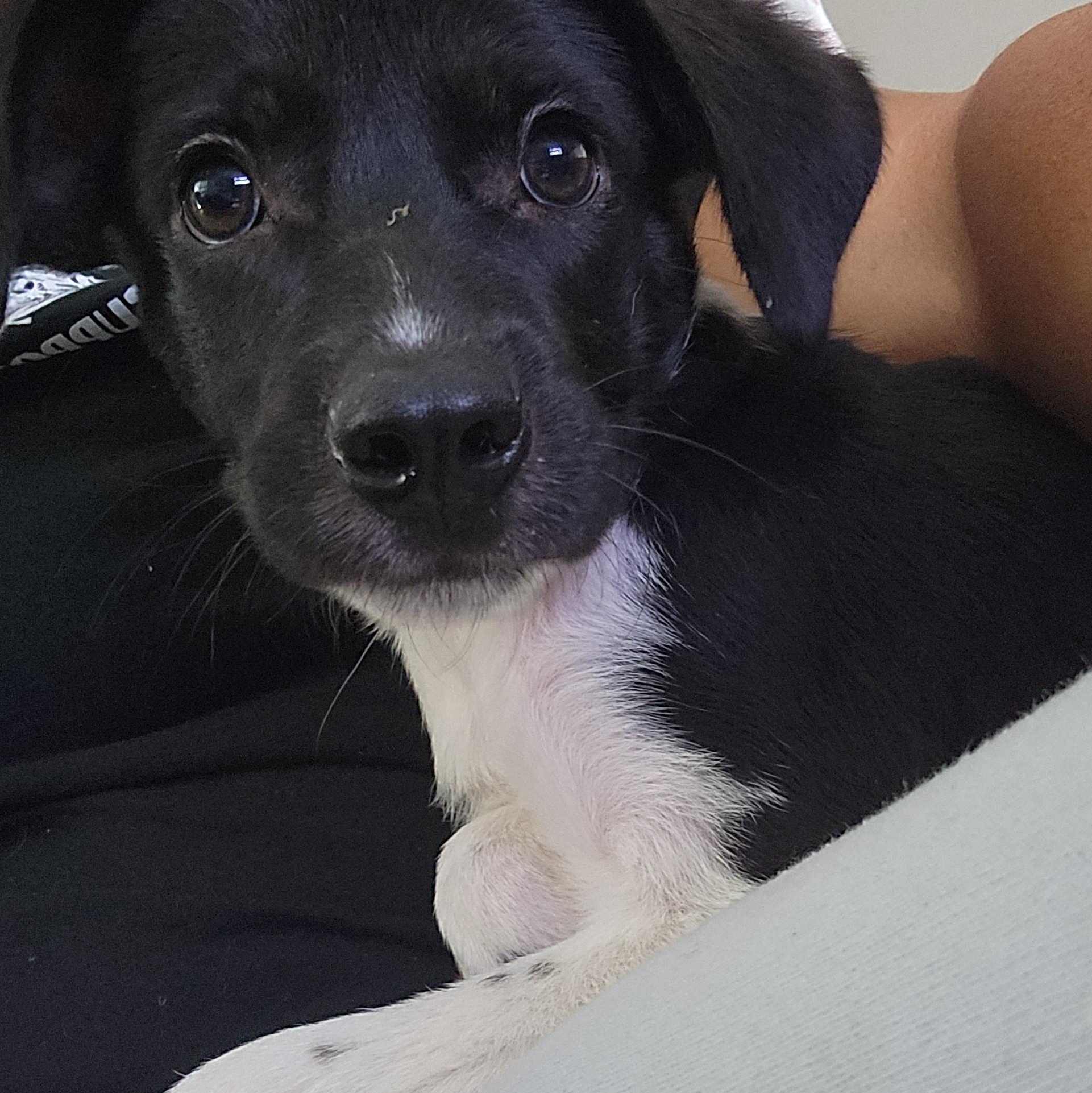 Enlarge AYON, a Adopted mixed breed in Hackettstown, NJ image 1/1