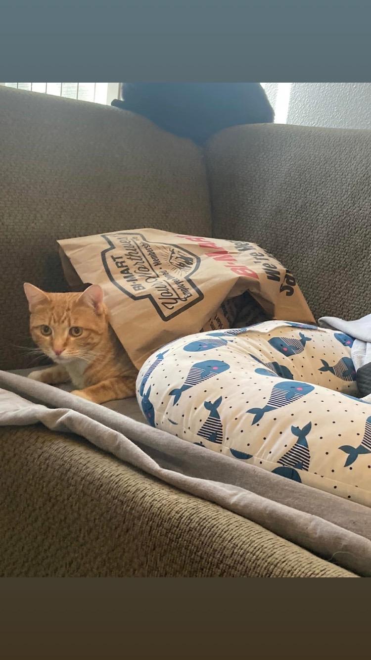 Orange Crush, a Adopted American Shorthair in Mulino, OR image 3/4