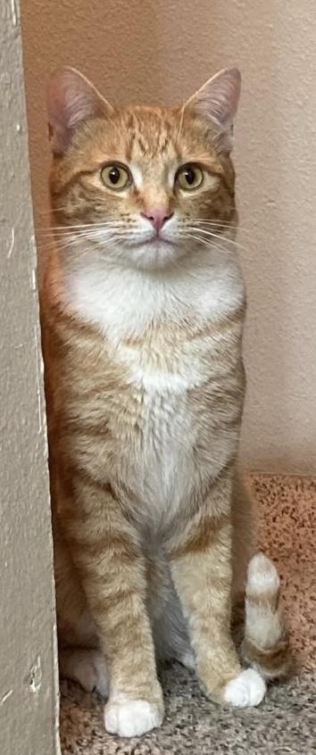 Orange Crush, a Adopted American Shorthair in Mulino, OR image 4/4