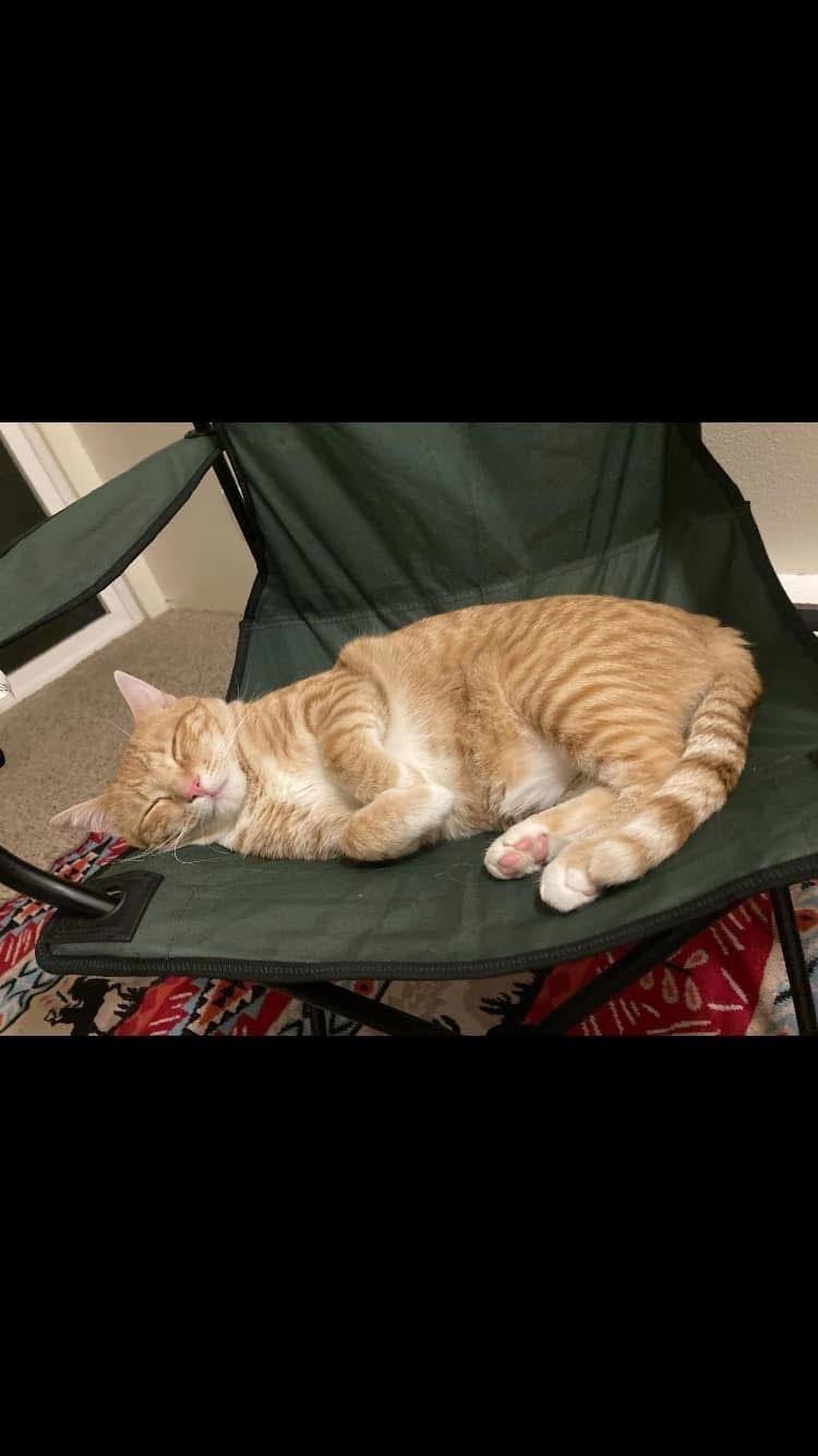 Orange Crush, Adopted, Adult Male American Shorthair.