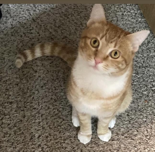 Orange Crush, a Adopted American Shorthair in Mulino, OR image 2/4