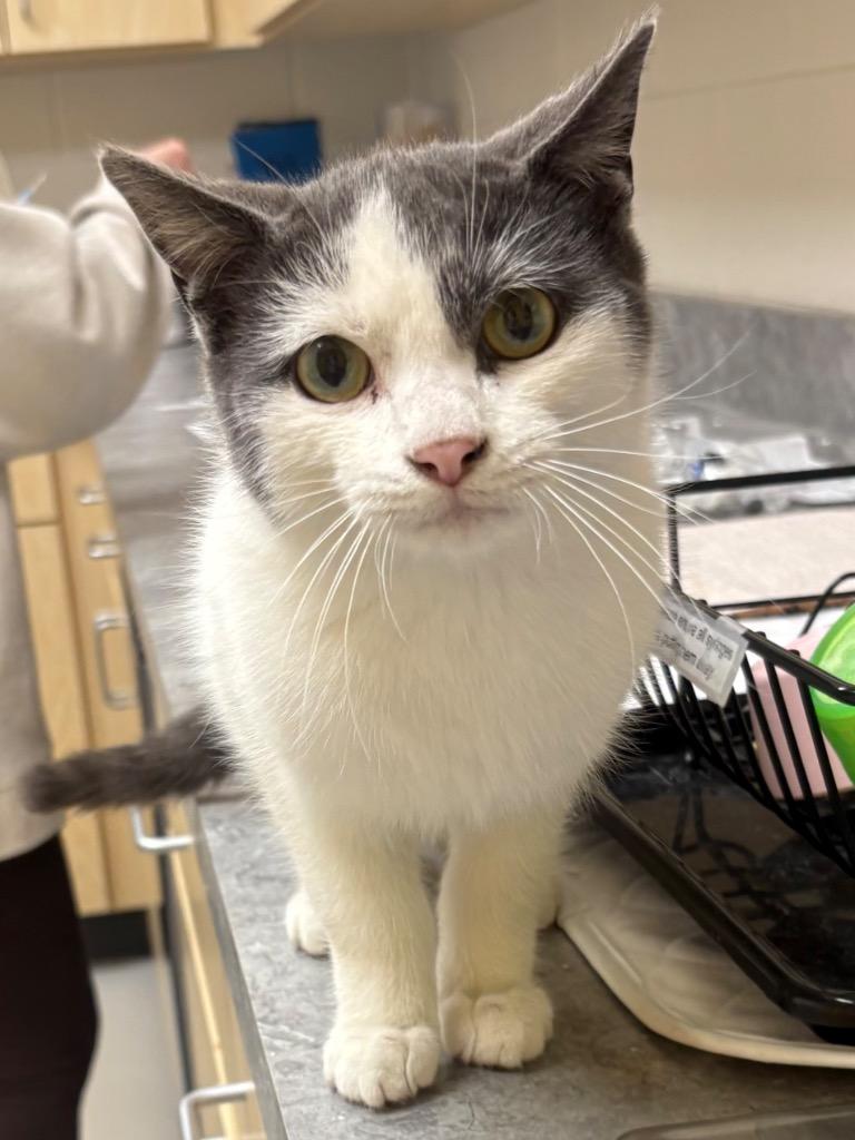 Frankie / AC 27700 B, Adoptable, Young Male Domestic Short Hair.