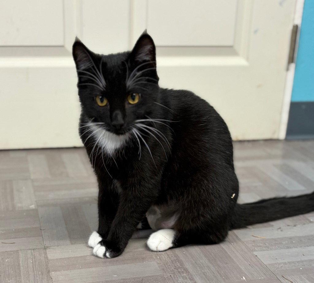 Xena, Adoptable, Young Female Domestic Short Hair.