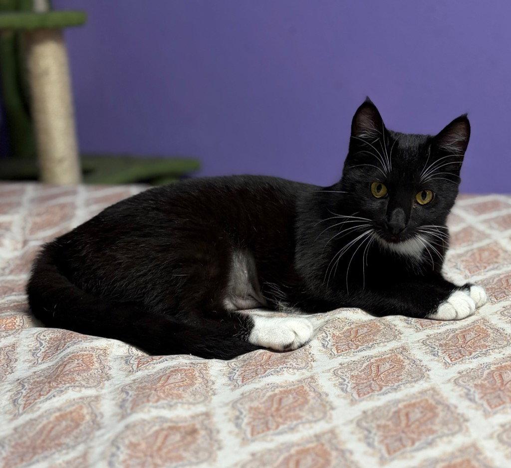 Enlarge Xena, a Adoptable Domestic Short Hair in Battle Ground, WA image 2/3