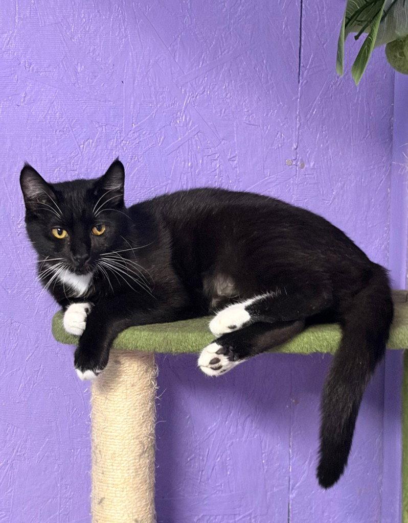 Enlarge Xena, a Adoptable Domestic Short Hair in Battle Ground, WA image 3/3