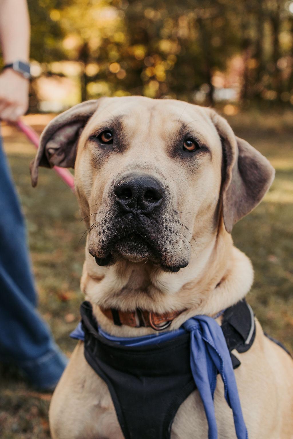 Enlarge Monik, an adoption pending mixed breed in Marietta, GA image 1/6