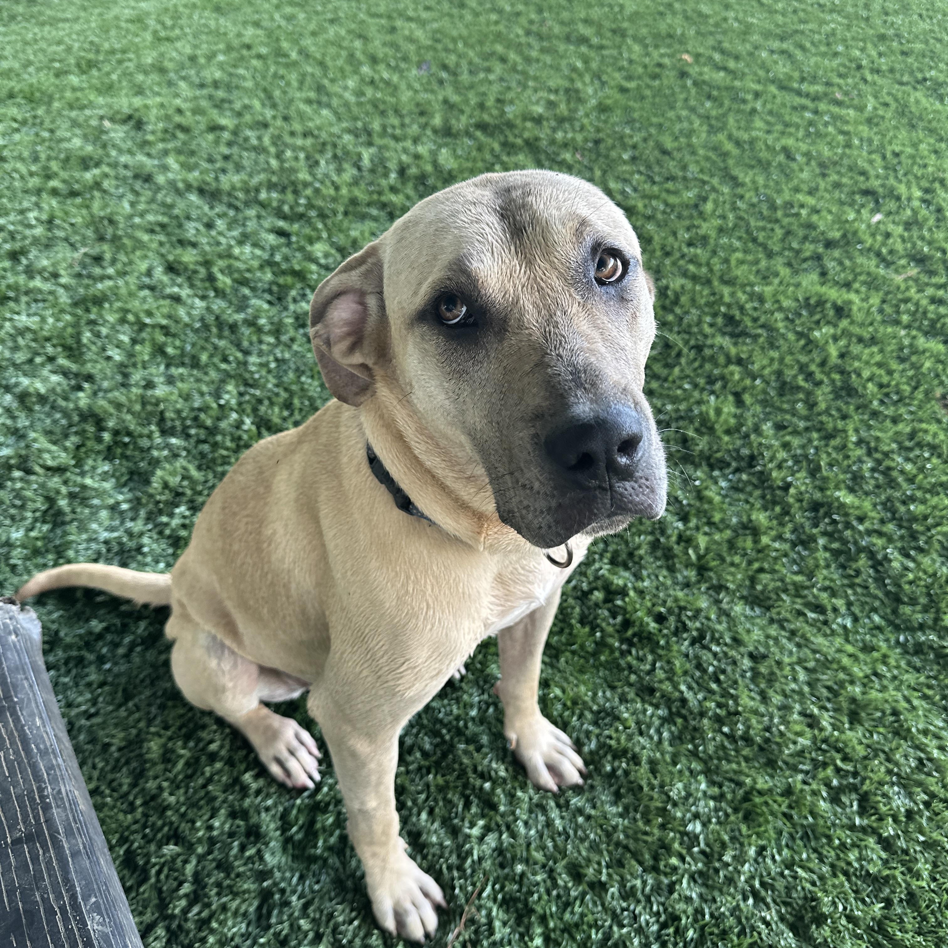 Monik, Adoptable, Young Female Great Dane & Black Mouth Cur.