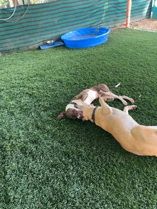 Enlarge Monik, an adoption pending mixed breed in Marietta, GA video 5/6