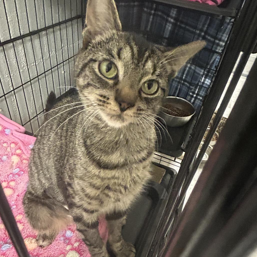 Enlarge Martha Jefferson, a Adoptable Domestic Short Hair in Greenville, PA image 1/4