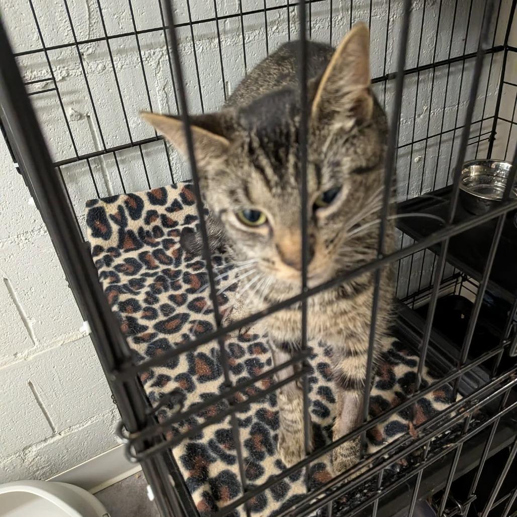 Enlarge Martha Jefferson, a Adoptable Domestic Short Hair in Greenville, PA image 2/4