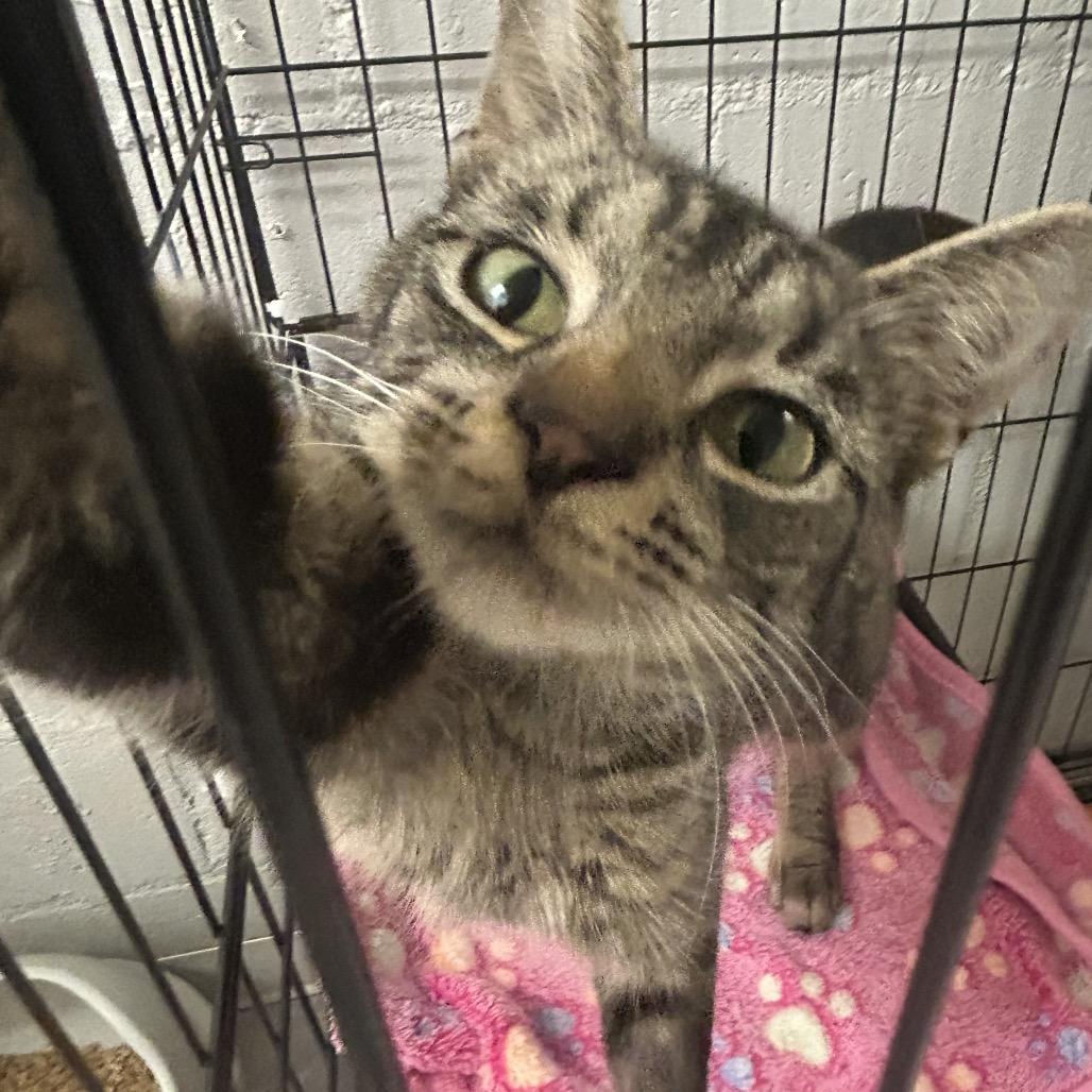 Enlarge Martha Jefferson, a Adoptable Domestic Short Hair in Greenville, PA image 3/4