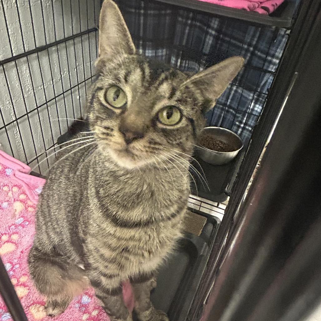 Enlarge Martha Jefferson, a Adoptable Domestic Short Hair in Greenville, PA image 4/4
