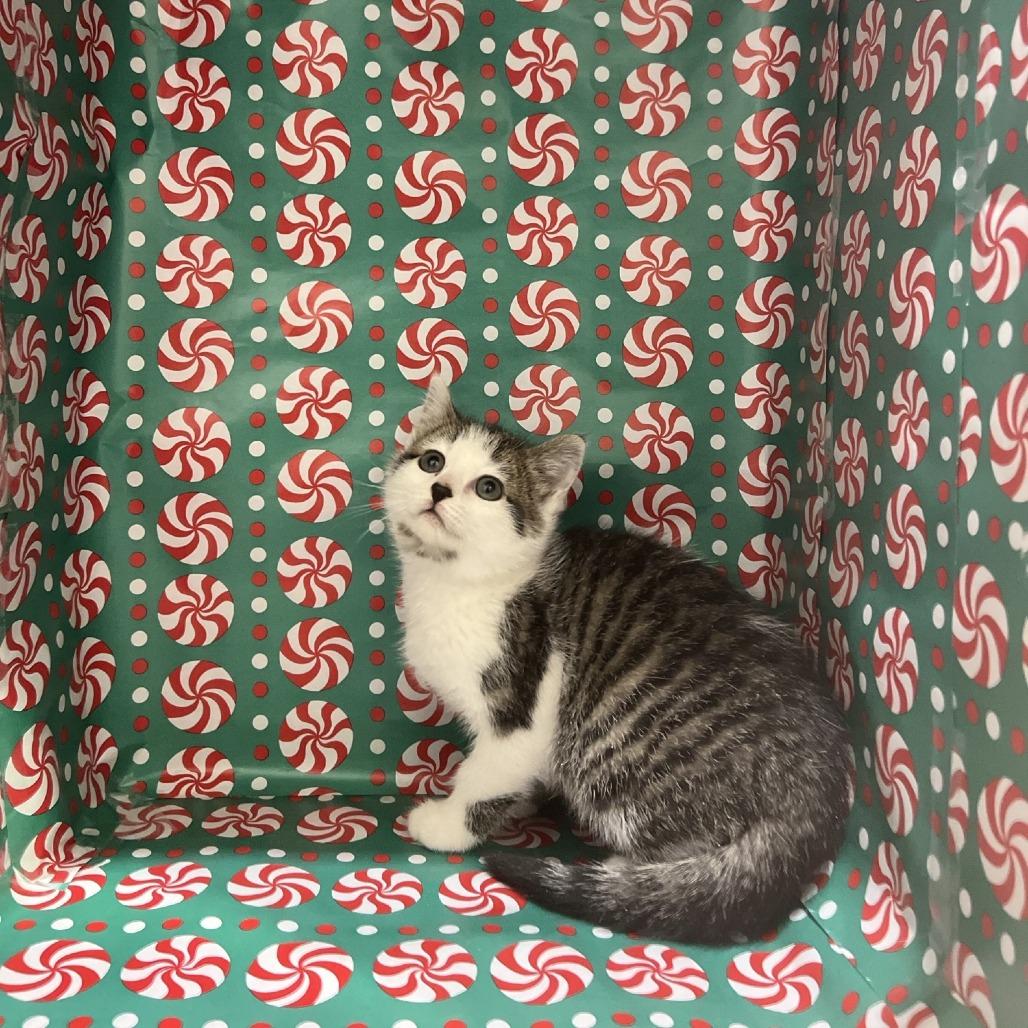 Holly, Adoptable, Kitten Female Domestic Short Hair.